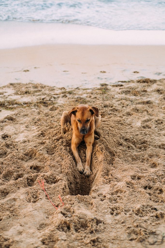 dog-lying-on-shore-during-day